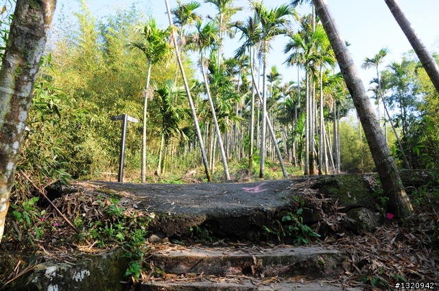 陪我減肥的D-90  雲林古坑  登山步道一遊[圖多]