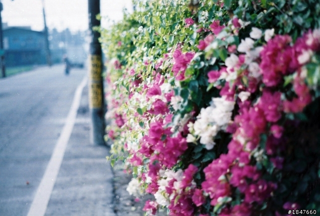 PENTAX SPOTMATIC 測光表 (新增試拍照片) 感覺有雜點~請大大們幫忙鑑定原因