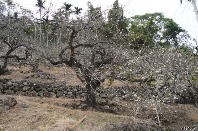南投風櫃斗-烏松崙賞梅!