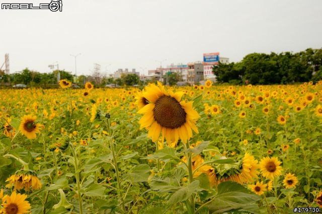 2010年高雄橋頭鄉  花田喜事 (花海)煩請炮評........