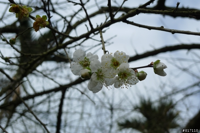 南投風櫃斗-烏松崙賞梅!