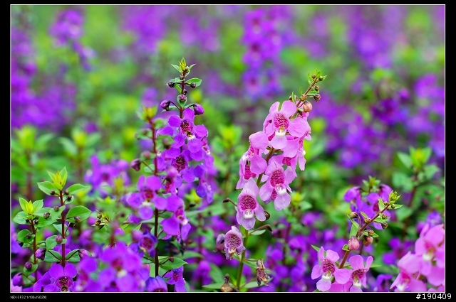 Sony NEX-3 2010台北國際花卉博覽會-圓山區