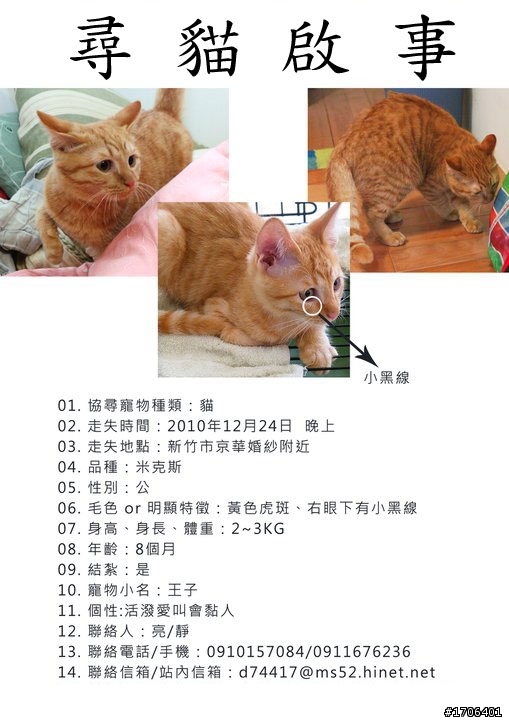 {急尋}新竹市光華路京華婚紗-黃色小貓咪