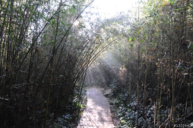 陪我減肥的D-90  雲林古坑  登山步道一遊[圖多]