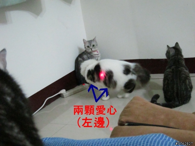 【愛心x3的貓】 非常有愛心~