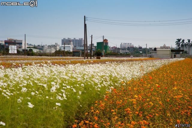 2010年高雄橋頭鄉  花田喜事 (花海)煩請炮評........