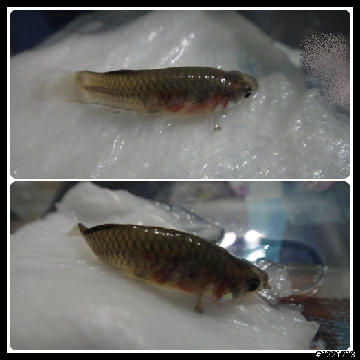孔雀魚生病了(補新圖，請慎入...)