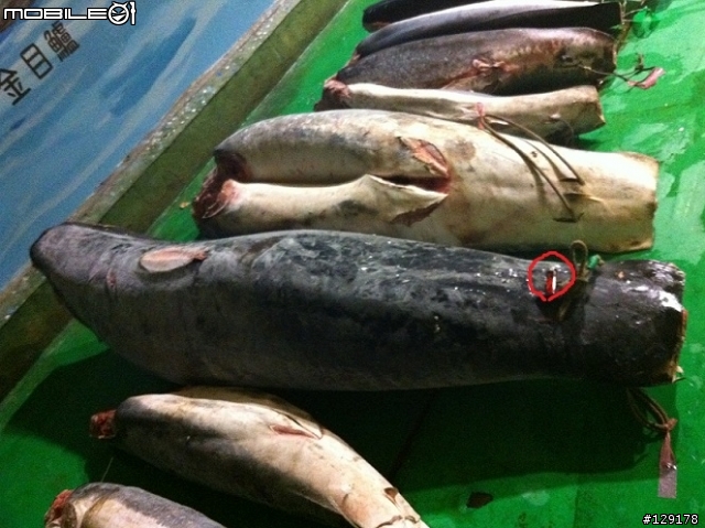 不好意思，請懂海洋生物的為我解答一下