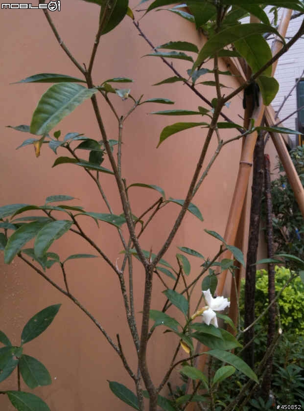 新家花園成員
