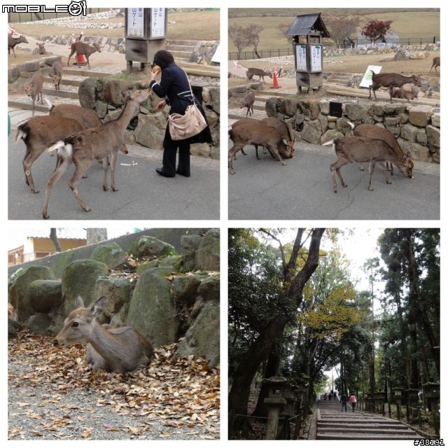 [遊記] 日本京都、奈良五日遊 （賞楓之旅）『圖多，慎入』