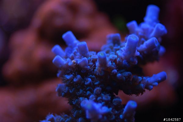 關於NEX-5/NEX-3或者GF1/GF2 或者 LX5 用在水族珊瑚上的拍攝