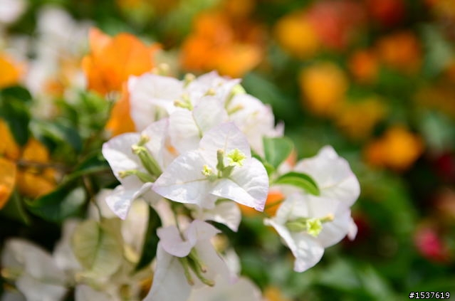 D7000 花系列