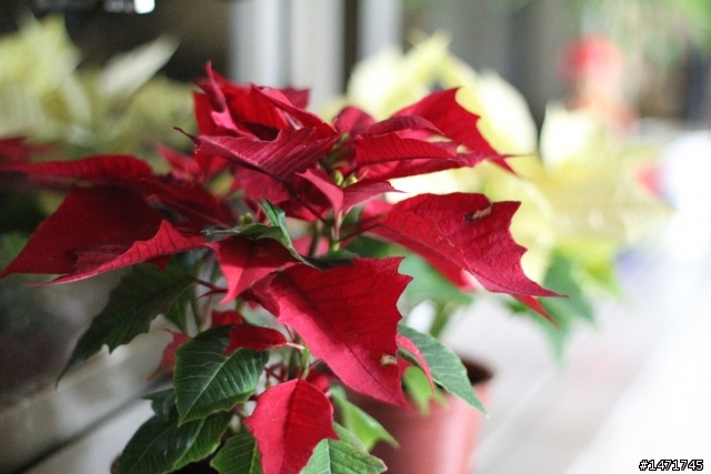 [開箱] 攝影新視界 Canon Eos 550D