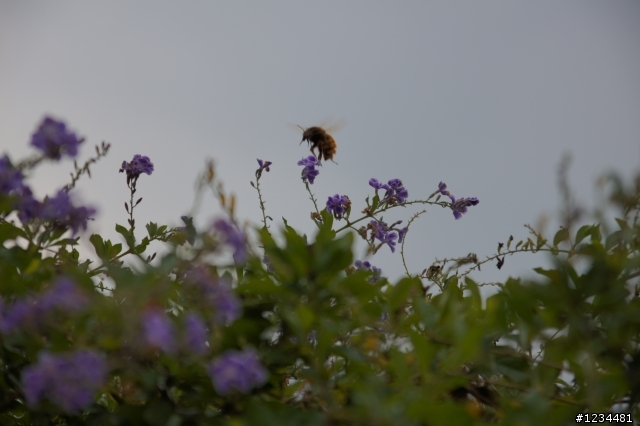 sony A580 剛入手的一些花卉照...