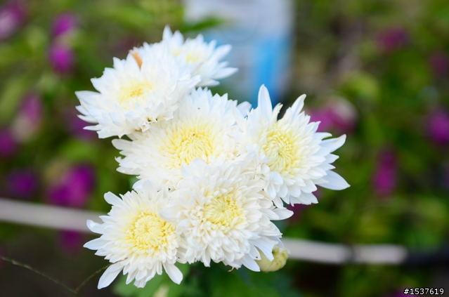 D7000 花系列