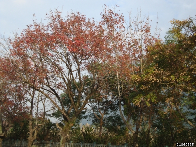 石門水庫楓葉紅了嗎?