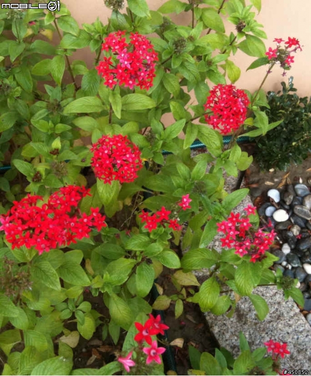 新家花園成員