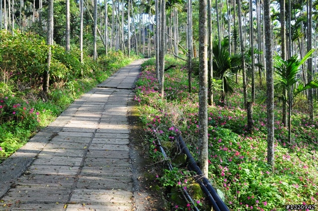 陪我減肥的D-90  雲林古坑  登山步道一遊[圖多]