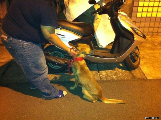 一隻很需要幫助的大狗勾 A big dog needs a home.