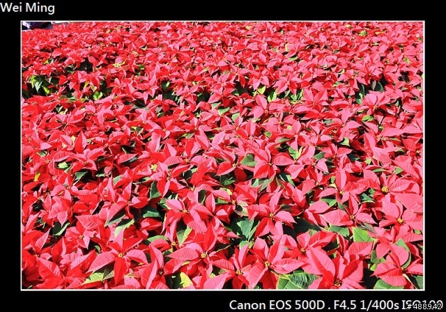 2010台北國際花卉博覽會----12/18 500D花博一日遊