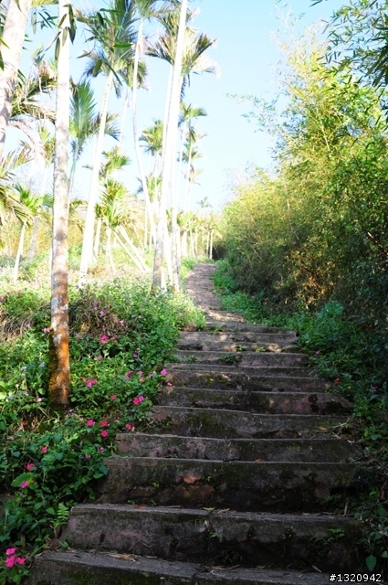 陪我減肥的D-90  雲林古坑  登山步道一遊[圖多]