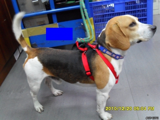 誰家的米格魯走失了 台北忠孝敦化捷運站