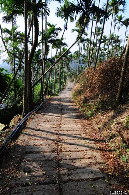 陪我減肥的D-90  雲林古坑  登山步道一遊[圖多]