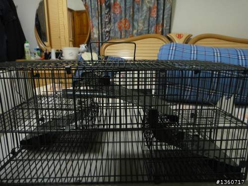 捕鼠籠開箱