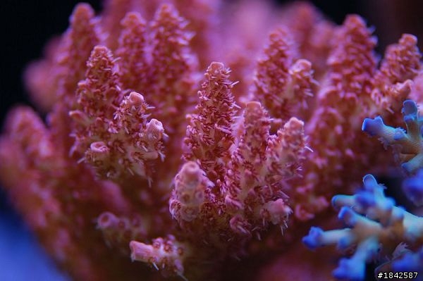 關於NEX-5/NEX-3或者GF1/GF2 或者 LX5 用在水族珊瑚上的拍攝
