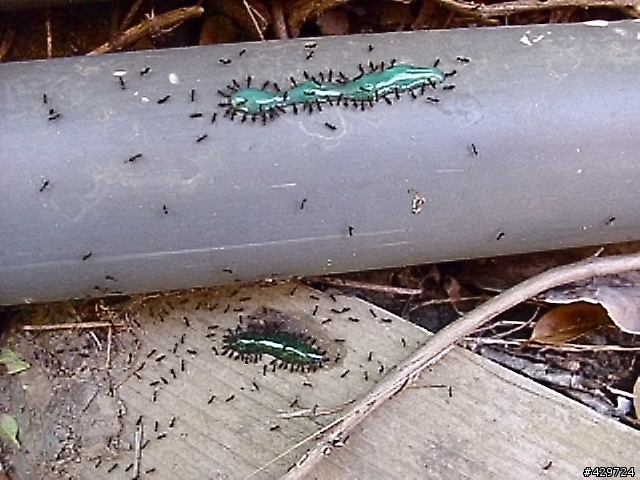 蟑螂 螞蟻 的剋星