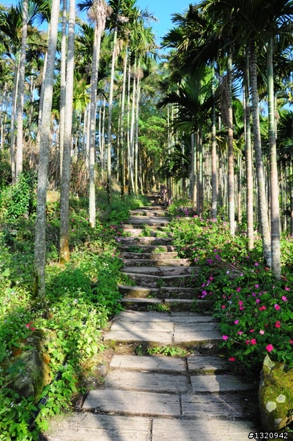 陪我減肥的D-90  雲林古坑  登山步道一遊[圖多]