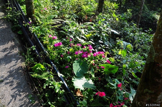 陪我減肥的D-90  雲林古坑  登山步道一遊[圖多]