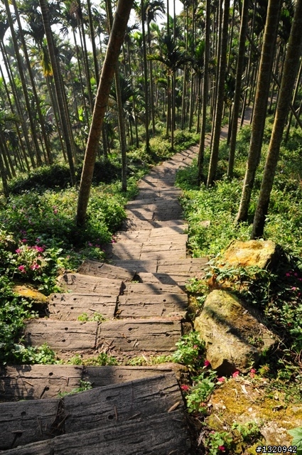 陪我減肥的D-90  雲林古坑  登山步道一遊[圖多]