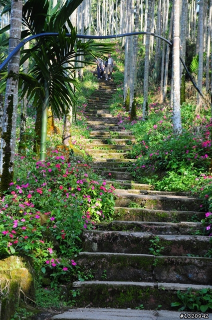 陪我減肥的D-90  雲林古坑  登山步道一遊[圖多]