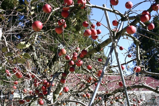 12/9日相約合歡山落紅~(已補上影音檔)
