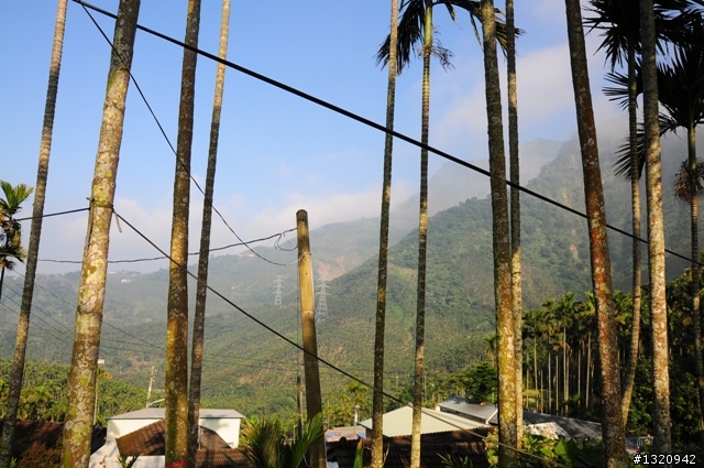 陪我減肥的D-90  雲林古坑  登山步道一遊[圖多]
