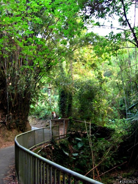 會GOOGLE也找不到的新景點--東勢小中嵙步道