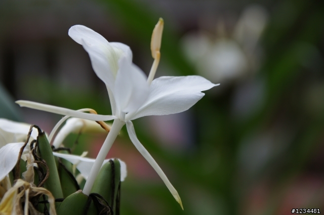 sony A580 剛入手的一些花卉照...