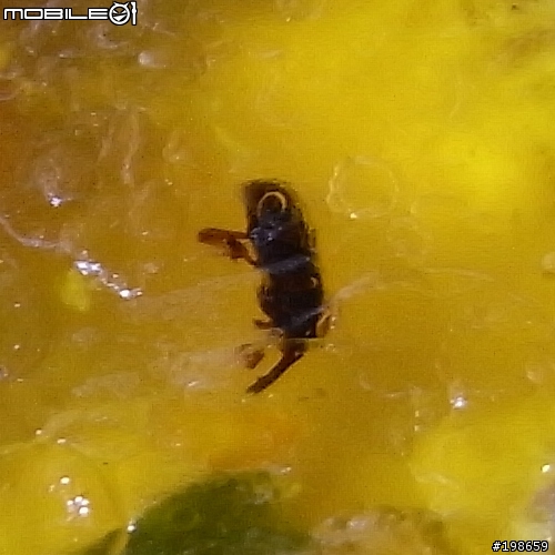 滿漢大餐一堆蟲更新進度20101202