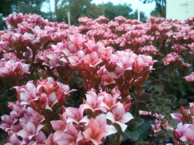 逛花博既然帶了S8500就是要小拍幾張!!!