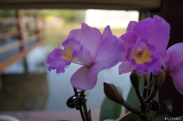sony A580 剛入手的一些花卉照...