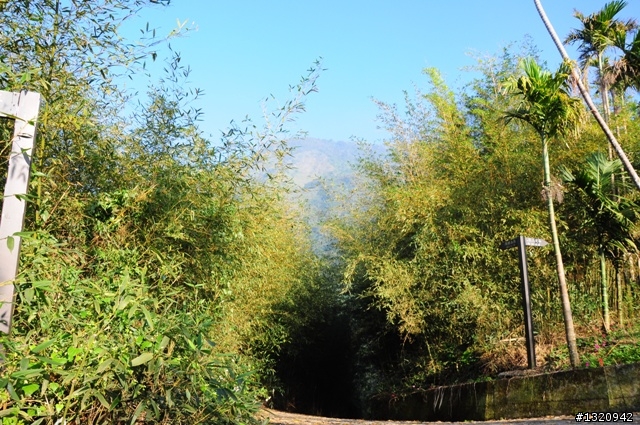 陪我減肥的D-90  雲林古坑  登山步道一遊[圖多]