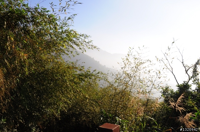 陪我減肥的D-90  雲林古坑  登山步道一遊[圖多]