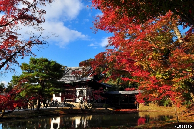 （分享） 京都＋大阪＋神戶＋奈良之賞楓旅 ~{圖多}~ D90 + 17-55mm F2.8