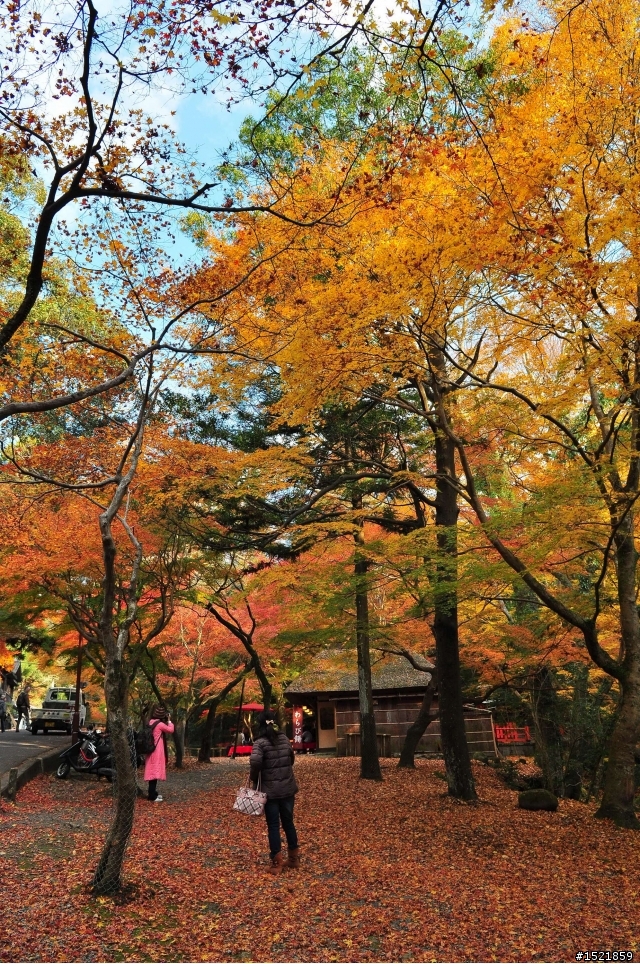 （分享） 京都＋大阪＋神戶＋奈良之賞楓旅 ~{圖多}~ D90 + 17-55mm F2.8
