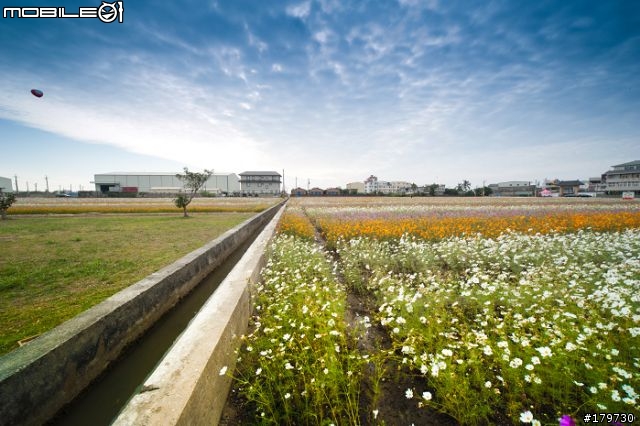 2010年高雄橋頭鄉  花田喜事 (花海)煩請炮評........