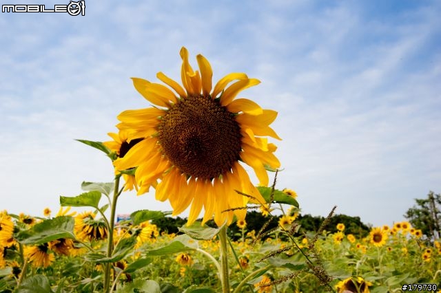 2010年高雄橋頭鄉  花田喜事 (花海)煩請炮評........