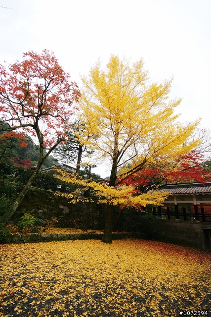 【秋‧京都】銀杏。南禪寺。東本願寺