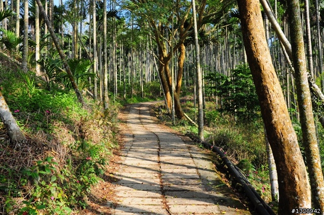 陪我減肥的D-90  雲林古坑  登山步道一遊[圖多]