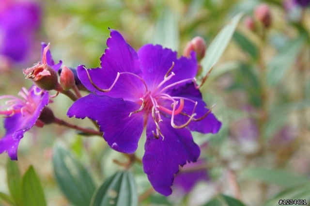 sony A580 剛入手的一些花卉照...